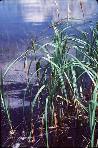 Carex atherodes